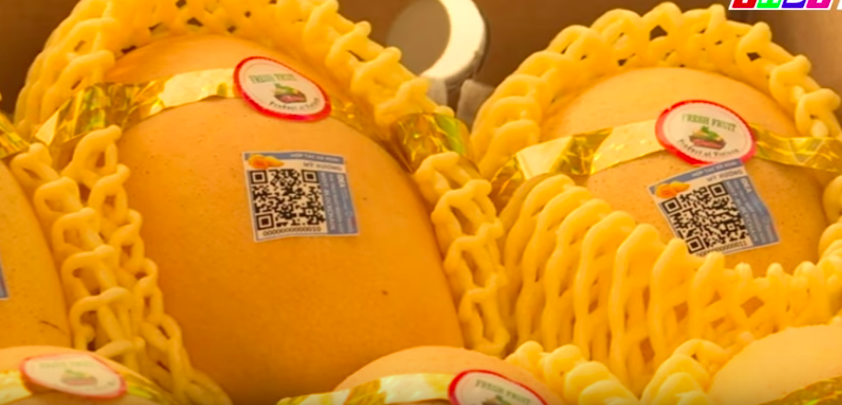 Blockchain Helps Vietnamese Mangoes Enter American Markets